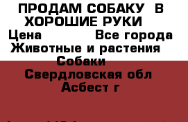 ПРОДАМ СОБАКУ  В ХОРОШИЕ РУКИ  › Цена ­ 4 000 - Все города Животные и растения » Собаки   . Свердловская обл.,Асбест г.